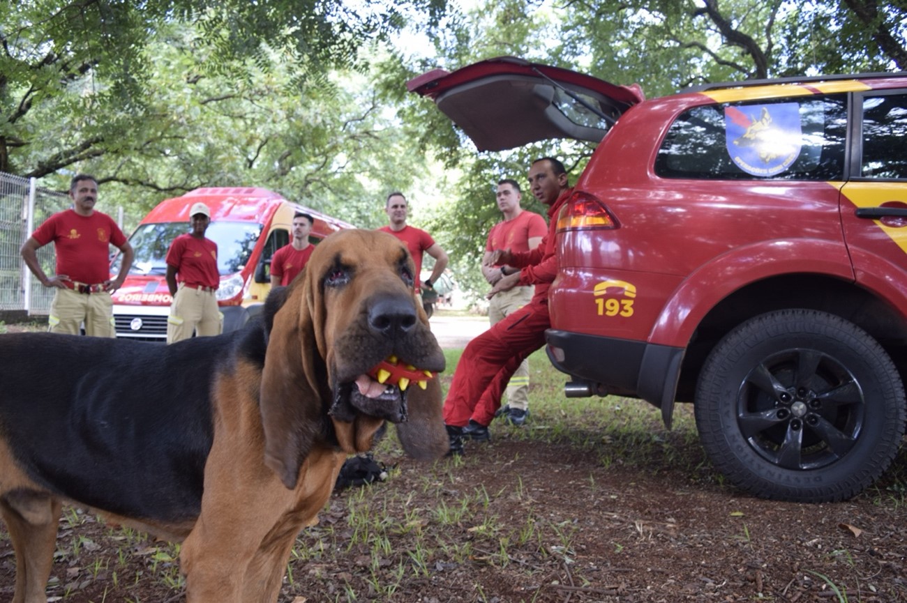 Cães treinados em Curitiba ajudam Bombeiros em resgates no Rio Grande do Sul